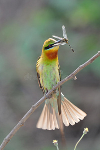 蓝尾食蜂者