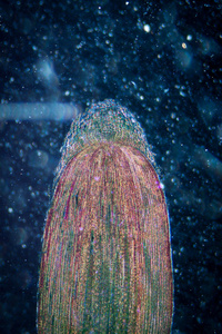 植物根尖组织显微照片图片