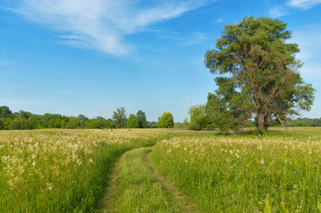 美丽的乡间小路，绿草地