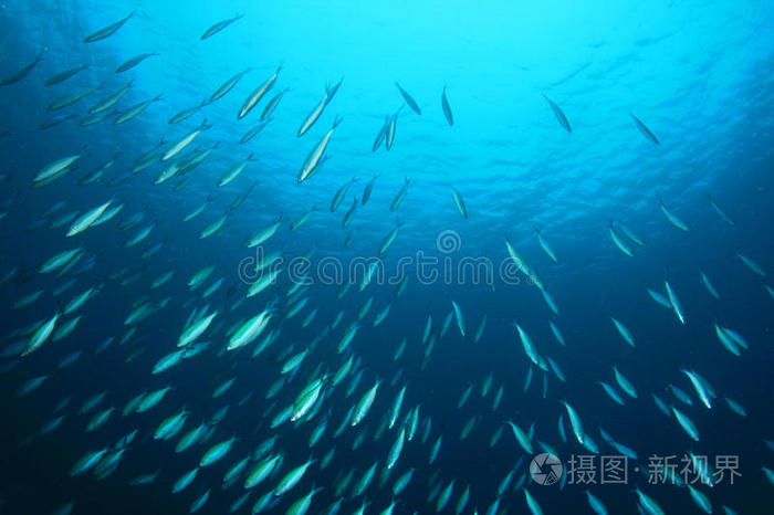 沙丁鱼学校鱼群海鳗热带水族馆蓝底梭子鱼梭鱼鲭鱼群沙丁鱼学校沙丁鱼