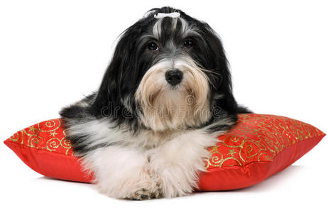 可爱的哈瓦那小狗躺在红色的圣诞节垫子上
