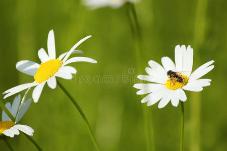 白花上的蜜蜂