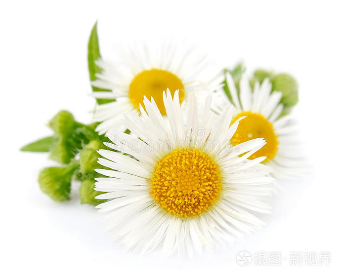 带叶甘菊
