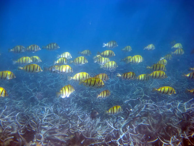 马尔代夫 生活 暗礁 珊瑚 海洋 气候 动物 潜水 海军陆战队