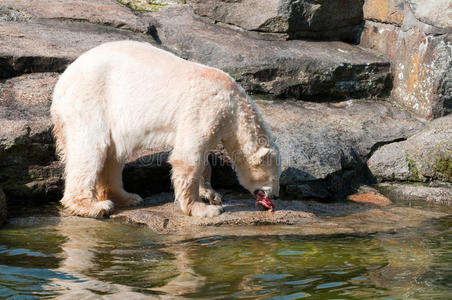 北极白熊吃肉