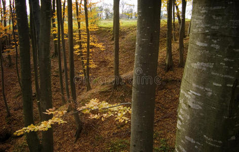 秋天美丽的山毛榉林