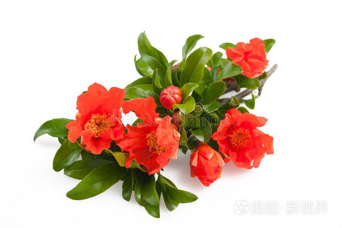石榴花