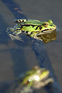 水中的绿蛙