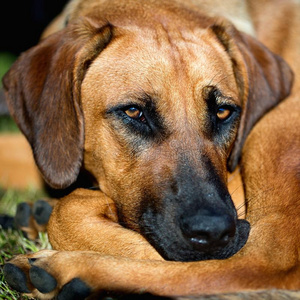 罗得西亚脊背犬