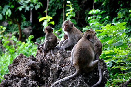 猴子家族