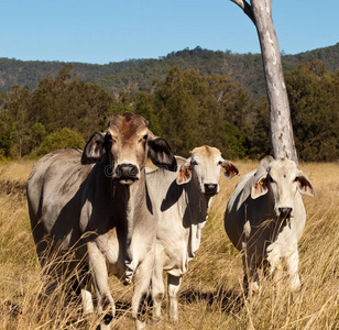 澳大利亚肉类工业婆罗门牛