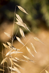 一捆野生小麦