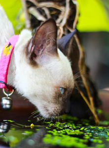 白色泰国小猫饮水