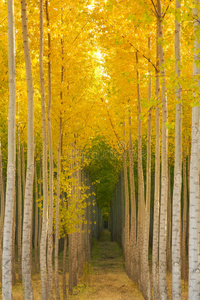 杨树林黄色秋季季节性秋季颜色