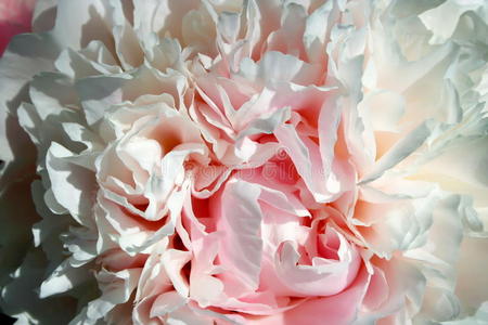 抽象粉红牡丹花