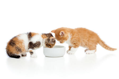两只小猫从碗里舔牛奶