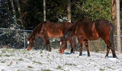 两只海湾纯种马在雪地里吃草图片