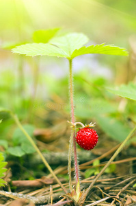 野草莓