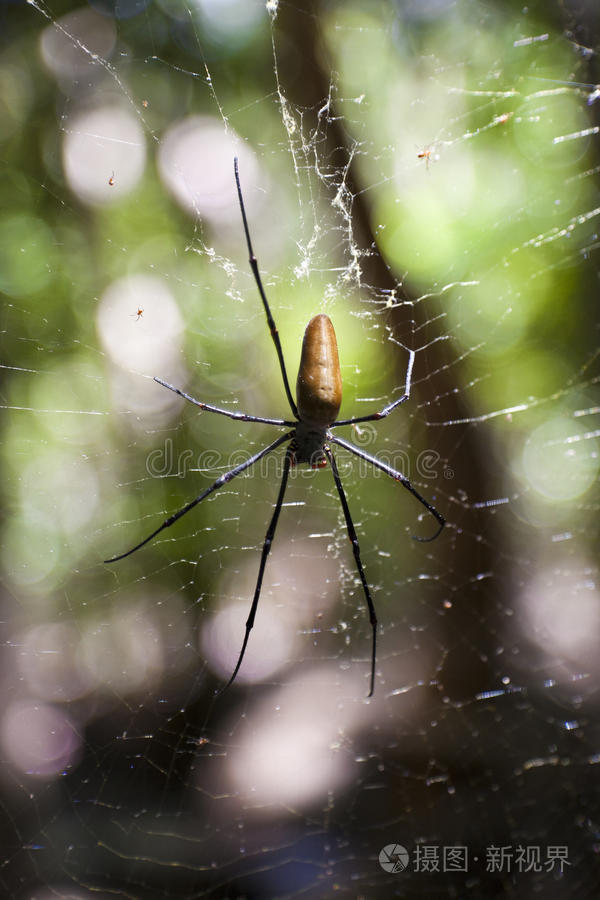 网中的大蜘蛛