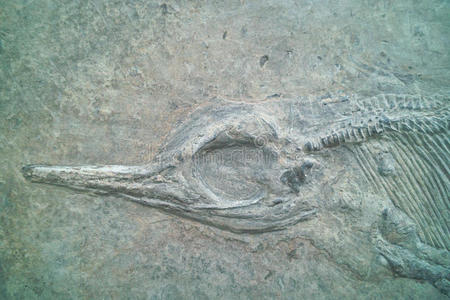 鸟类化石
