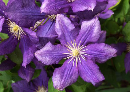 花园里的紫铁线莲图片