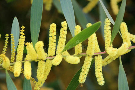 澳大利亚荆棘属植物的开花图片