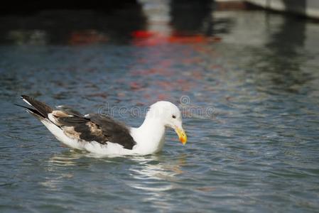 平静水面上的海鸥图片