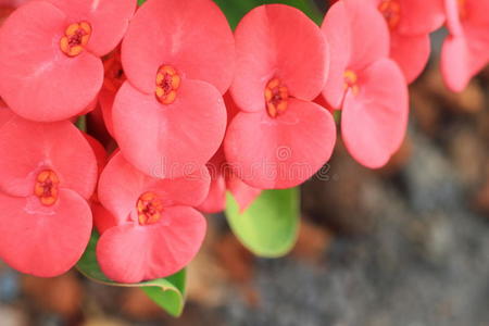 荆棘花冠