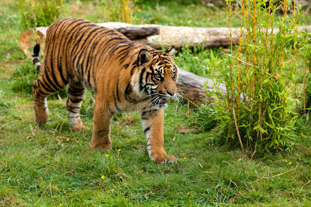 年轻的苏门答腊虎在绿树丛中徘徊