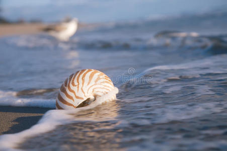 海滩蓝海鹦鹉螺贝壳图片
