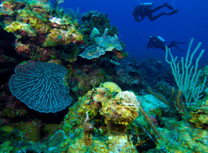 色彩斑斓的珊瑚礁和一群潜水员，古巴