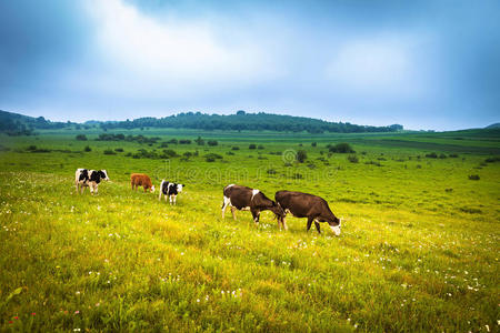 在夏季草地上吃草的牛
