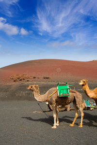 timanfaya火山lanzarote的骆驼