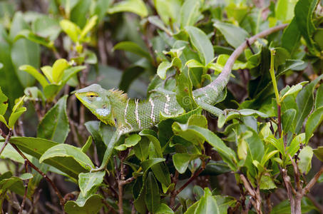 斯里兰卡的变色龙和茶图片