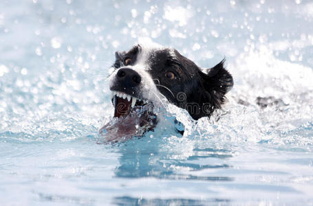 狗游泳时咬水