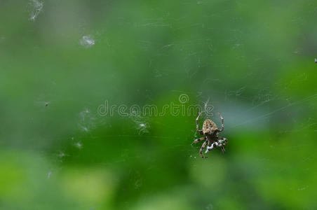一只棕色蜘蛛的特写镜头