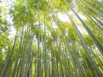 京都荒山竹林