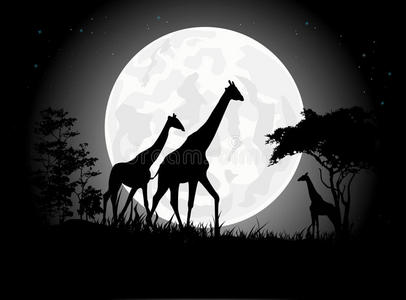 月亮背景下美丽的长颈鹿家族剪影
