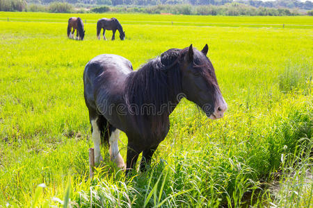 青黄泉草地上的马
