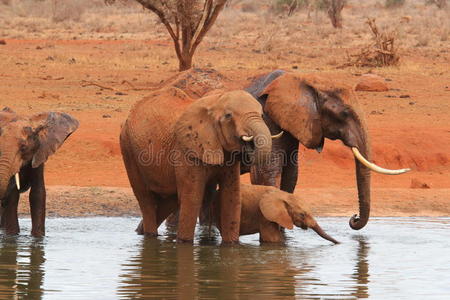 一群大象在池塘里乱跑