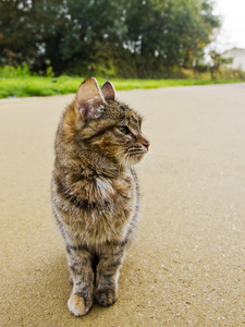 猫观察者图片