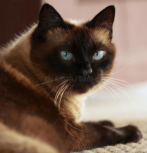 蓝眼睛暹罗猫