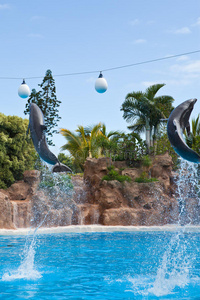 海豚在游泳池里表演
