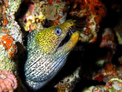 红海海鳗