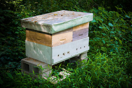 蜜蜂养蜂场