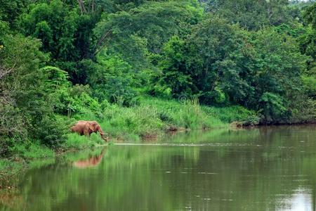 亚洲大象在森林里吃草图片