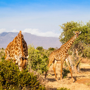 肯尼亚的自由长颈鹿