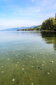 泰国海水母