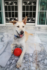 可爱的狗养着一个红球