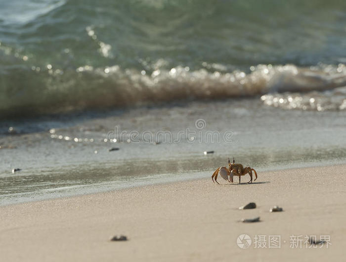 海滩上日落时沙滩上的螃蟹日落时沙滩上的螃蟹海滩海蟹阳光海滩上的螃